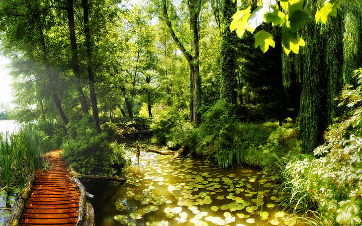path in the forest beautiful grass Green lake leaves nature peaceful rays sun SUNLIGHT sunny Tree Tr HD, water lilies and green leaf trees, nature, trees, green, sunlight, water, lake, forest, beautiful, tree, grass, leaves, sun, path, peaceful, sunny, rays, HD wallpaper