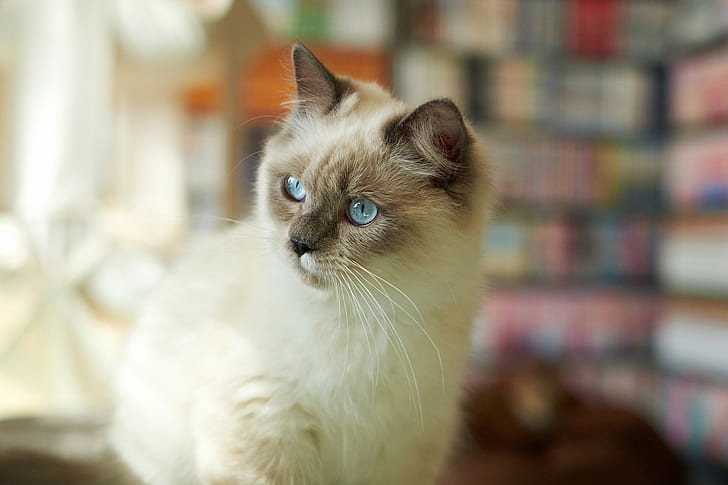 cat animals siamese cats blue eyes blurred, HD wallpaper | Wallpaperbetter