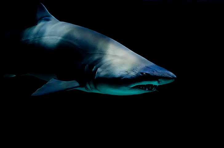 ฉลามสีเทาฉลามทะเล, วอลล์เปเปอร์ HD
