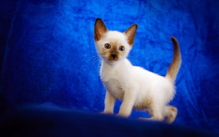Persian kitten, cat, cute, siamese, baby, HD wallpaper