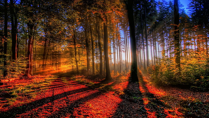 красные лиственные деревья, природа, пейзаж, лес, деревья, солнечный свет, осень, солнечные лучи, HD обои