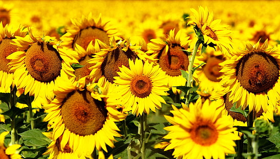 sunflowers 4k  background desktop, HD wallpaper HD wallpaper