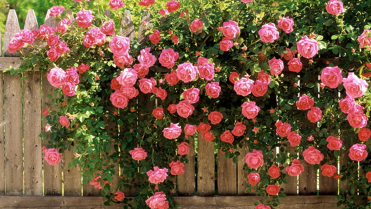 กุหลาบบนรั้วดอกไม้สีชมพูรักฤดูใบไม้ผลิ HD, ธรรมชาติ, ดอกไม้, ความรัก, สีชมพู, กุหลาบ, รั้ว, ฤดูใบไม้ผลิ, วอลล์เปเปอร์ HD