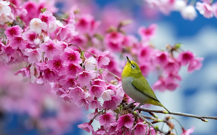 Японска сакура, черешови цветя, птица, пролет, японски, сакура, череша, цветя, птица, пролет, HD тапет