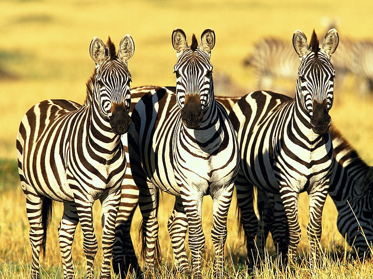Burchell's Zebras Masai Mara Kenya, Masai, Mara, Kenya, Burchell's, Zebras, HD tapet