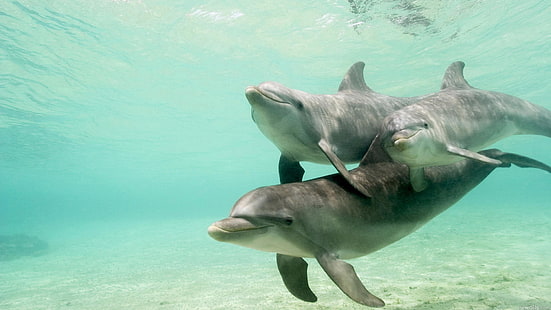 três golfinhos cinzentos, golfinhos, debaixo d'água, natação, carinho, família, HD papel de parede HD wallpaper