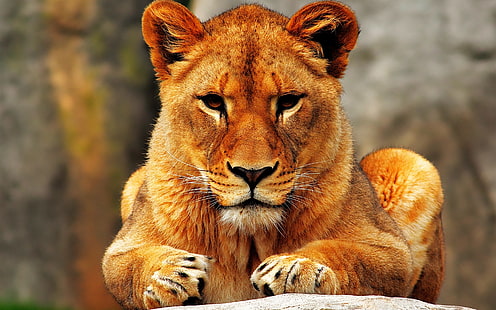 Лев Самка, львица, лев, HD обои HD wallpaper