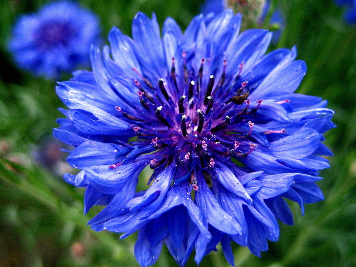 blue cornflower, flower, blue, cornflower, cornflowers, bluet, centaurea, HD wallpaper