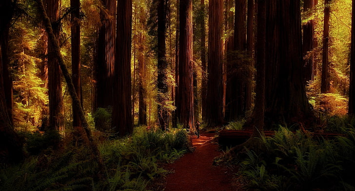 kahverengi ahşap orman, doğa, manzara, sekoya, orman, eğrelti otları, ağaçlar, yol, California, gölge, HD masaüstü duvar kağıdı