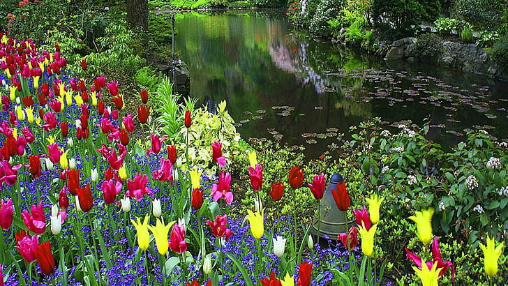 bela, calma, tapete, flores, lago, agradável, ensolarado, tulipas, água, cachoeira, HD papel de parede