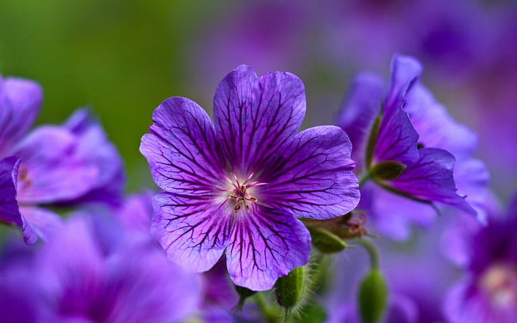 flores, naturaleza, violetas, HD tapet