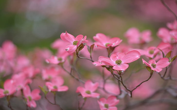 Blommor rosa makro HD, natur, makro, blommor, rosa, HD tapet