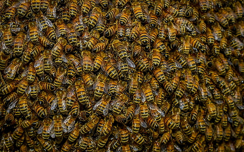 Рой пчел, HD обои HD wallpaper