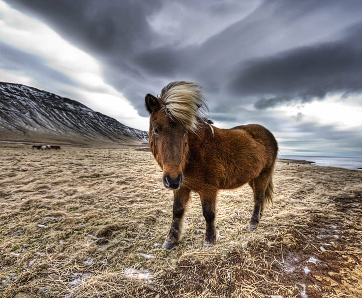 brown horse standing on dried grass during cloudy weather, iceland, iceland, Fjords, Iceland, brown, horse, dried, grass, cloudy, weather, Hdr, d2x, field, Fjord, Photographer, Pro, Nikon, Photography, Panorama, details, Perspective, Shot, Shoot, Capture, Images, Photos, Pictures, Edge, Angle, lines, work, Composition, Processing, Treatment, Framing, Unique, Background, best, lighting, Light, reflections, tones, Mood, texture, Perfect, exposure, painting, colors, atmosphere, animal, clouds, cold, nature, mammal, outdoors, rural Scene, pasture, meadow, HD wallpaper