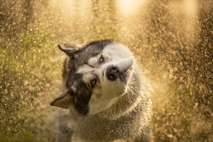 eyes, look, face, water, drops, light, squirt, pose, dog, wet, wool, bathing, husky, fly, bokeh, Siberian husky, shakes, after swimming, marbles, turns his head, HD wallpaper