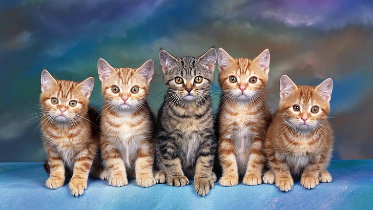 look, cats, blue, kitty, grey, background, paw, kittens, team, kids, red, company, striped, cuties, a lot, five, faces, sitting, in a row, not like everyone else, five kittens, HD wallpaper