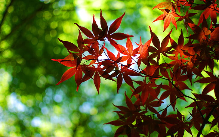 Bokeh, green, autumn, red maple leaves, Bokeh, Green, Autumn, Red, Maple, Leaves, HD wallpaper