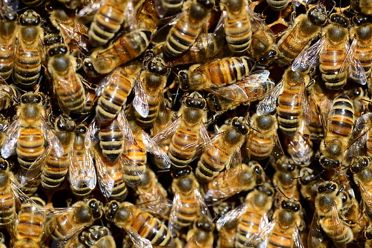 animal photography, animals, beehive, beekeeping, bees, close up, golden, hive, honeybees, insects, macro, wings, HD wallpaper