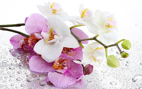 Orchideenblüten rosa Blume HD, Blumen, Blume, Orchidee, Blütenblätter, rosa, HD-Hintergrundbild HD wallpaper