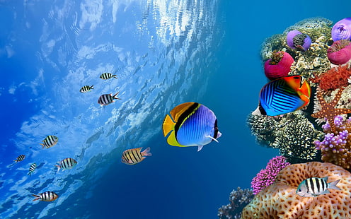 水中のサンゴ礁の魚海の海の写真無料、青、黒と黄色の魚、魚、サンゴ、魚、海、写真、水中、 HDデスクトップの壁紙 HD wallpaper