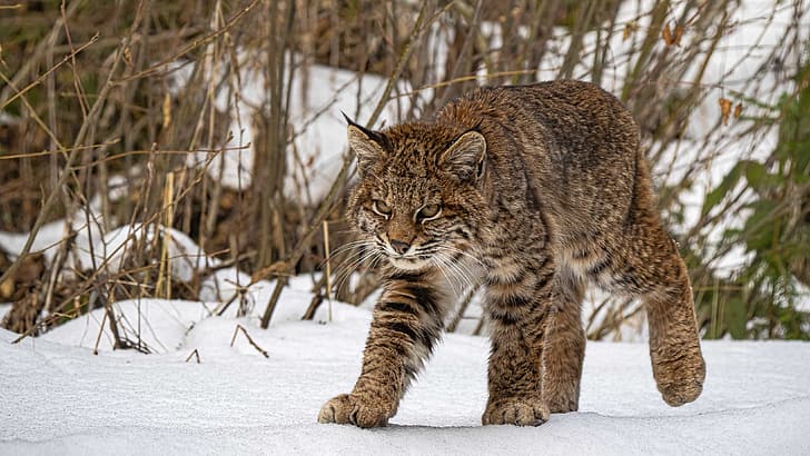 snow, lynx, wild cat, HD wallpaper