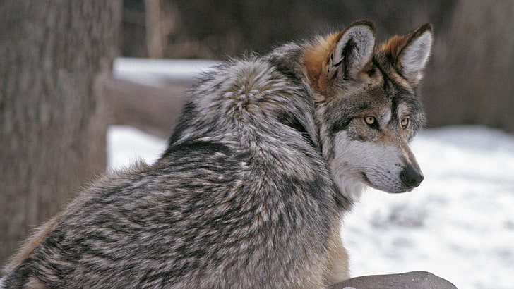gray fox, wolf, fur, winter, animals, HD wallpaper