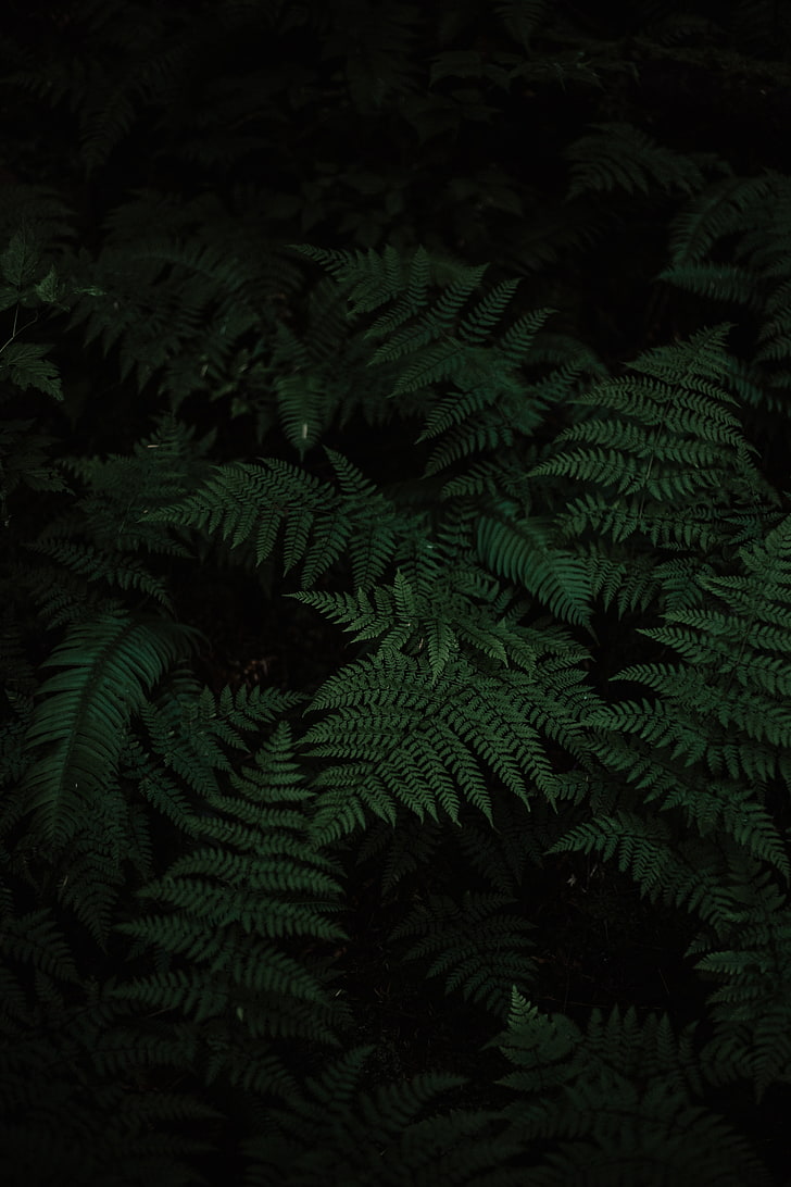 green leafed plant lot, fern, leaves, carved, plant, green, HD wallpaper