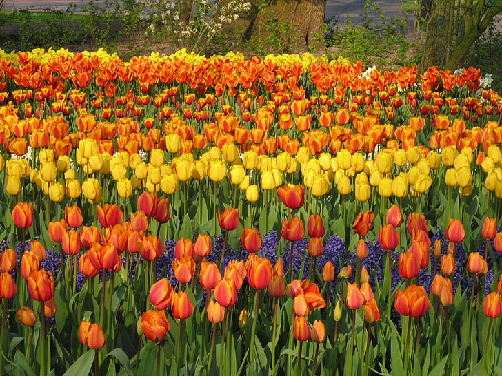 orange and yellow tulip field, tulips, hyacinths, flowerbed, park, spring, HD wallpaper