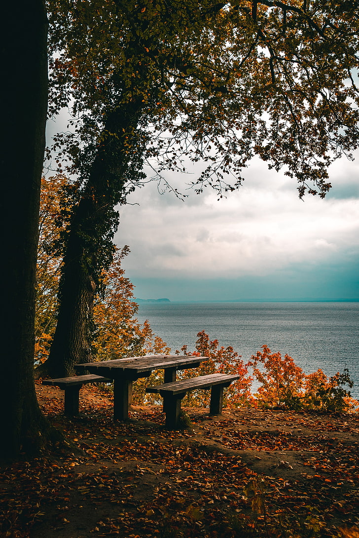 autumn, benches, table, sea, shore, trees, foliage, HD wallpaper