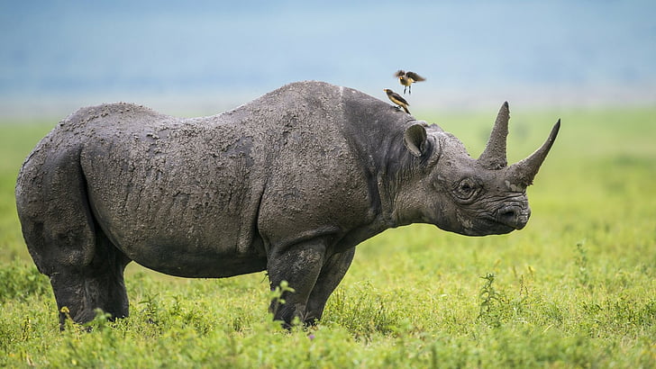 Animal, Rhino, Wildlife, HD wallpaper