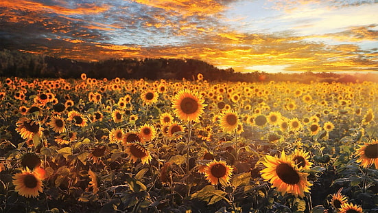 blomma, solros, blomma fält, gula blommor, moln, himmel, landsbygd, fotografi, fält, solljus, kväll, landskap, ekregion, växt, solnedgång, HD tapet HD wallpaper