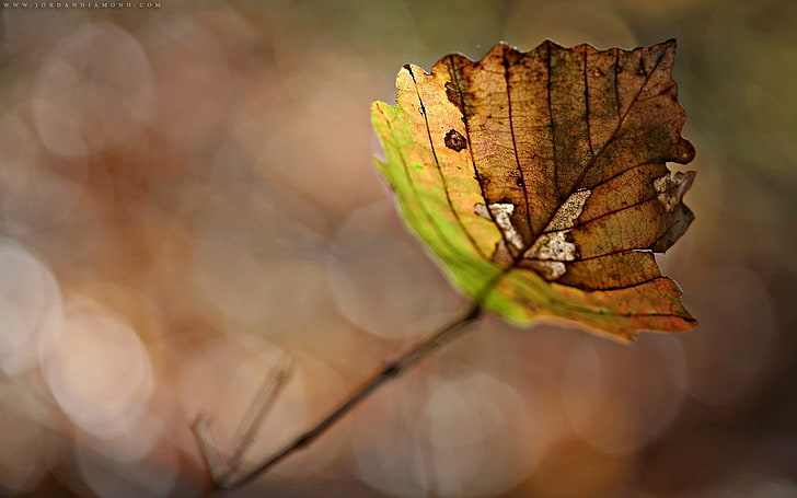 green and brown leaf, leaf, dry, branch, glare, HD wallpaper