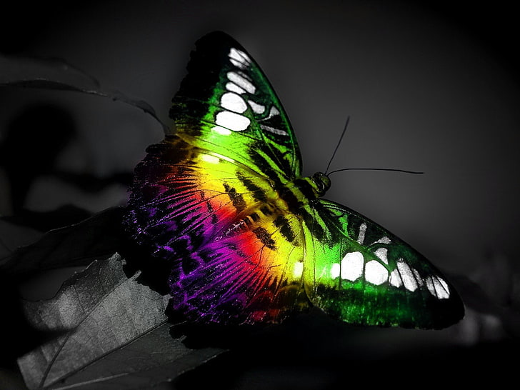 여러 가지 빛깔의 나비 벽지, 동물, 나비, 예술, 사진, HD 배경 화면