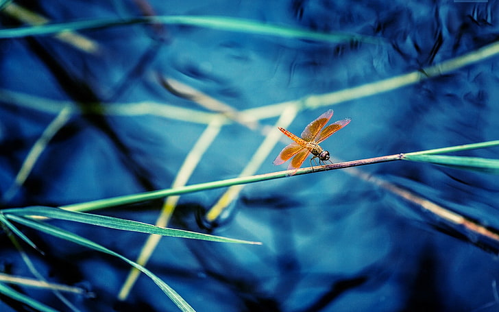 orange dragonfly, grass, insect, water, branches, HD wallpaper
