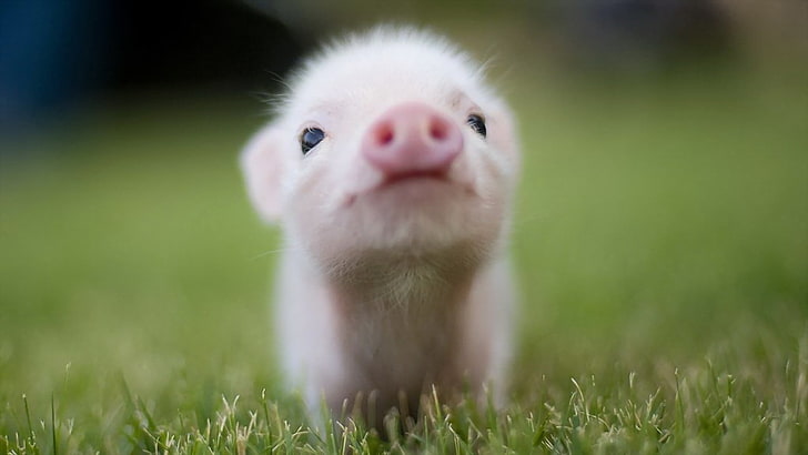 白い子豚、動物、豚、動物の赤ちゃん、草、 HDデスクトップの壁紙