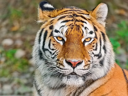 Tigre de Bengala, tigre, rosto, olhos, agressão, predador, HD papel de parede HD wallpaper