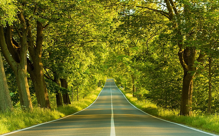 jalan aspal abu-abu, jalan, tanda, hijau, musim panas, pohon, Wallpaper HD
