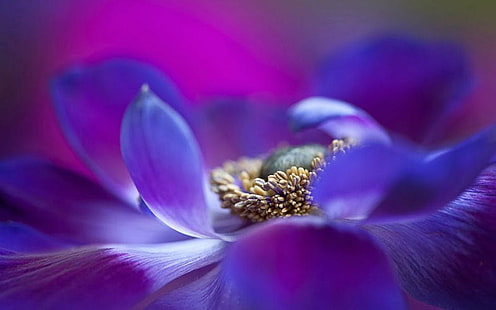 лилаво маково цвете в разцвет макро снимка, анемона, лилаво, мак, цвете, в разцвет, макро, снимка, природа, синьо, едър план, растение, венчелистче, цвете глава, красота в природата, HD тапет HD wallpaper