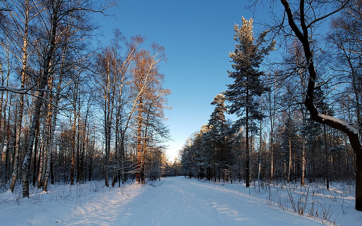 ต้นไม้ใกล้กับภาพวาดสีน้ำทิวทัศน์ธรรมชาติป่าไม้หิมะ, วอลล์เปเปอร์ HD
