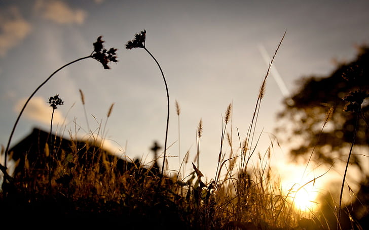 sunlight, nature, spikelets, silhouette, photography, landscape, macro, plants, sunset, trees, HD wallpaper