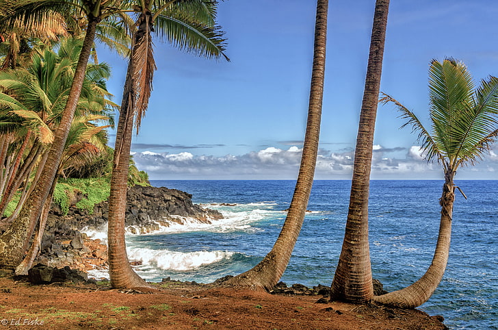 mer, ciel, nuages, palmiers, rivage, Hawaii, USA, Fond d'écran HD