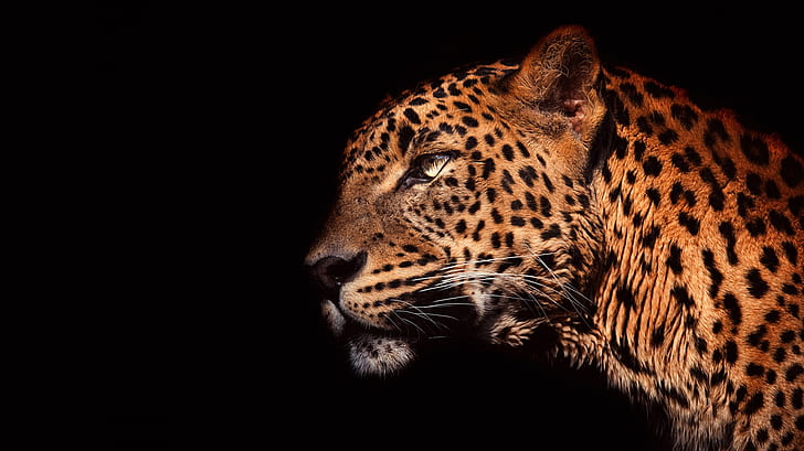 olhos, olhar, rosto, luz, retrato, leopardo, perfil, fundo preto, gato selvagem, bonito, HD papel de parede