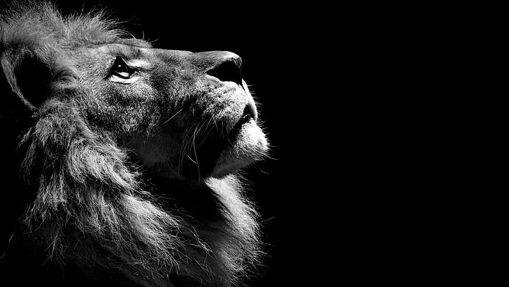 lion, black, dark, monochrome, wild, HD wallpaper