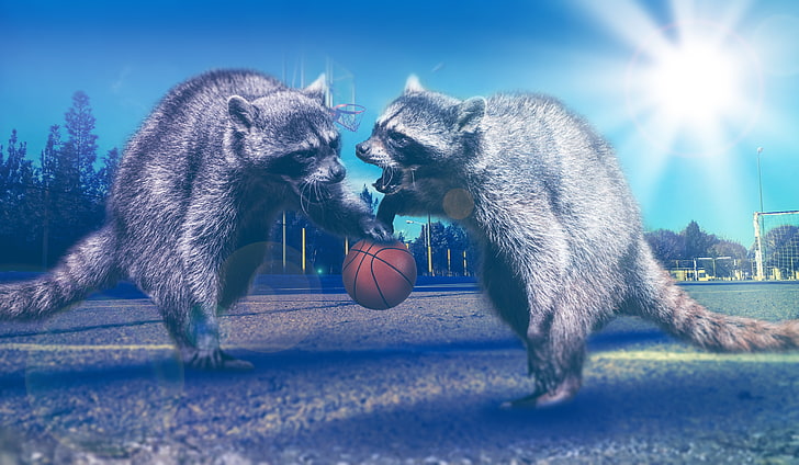 two gray raccoons, raccoons, basketball, photoshop, HD wallpaper