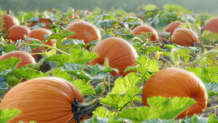 pumpkin, squash, vegetable, halloween, orange, autumn, produce, fall, food, october, pumpkins, thanksgiving, harvest, holiday, seasonal, plant, carrot, season, gourd, decoration, yellow, fruit, stem, farm, HD wallpaper