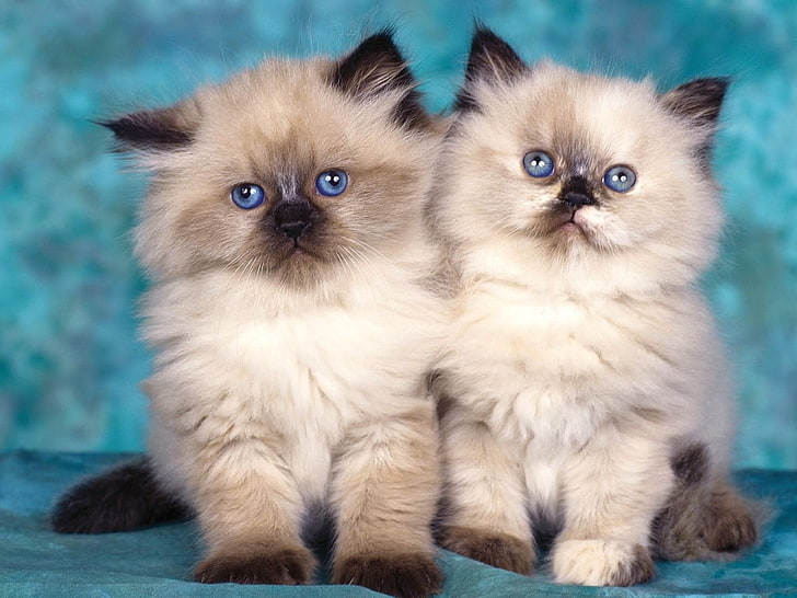 two medium-fur Siamese kittens, kittens, couple, fluffy, sit, HD wallpaper