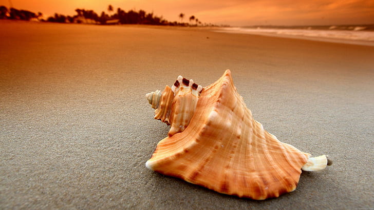 Concha do mar na praia, concha do mar marrom, natureza, praia, concha do mar, areia, mar, HD papel de parede