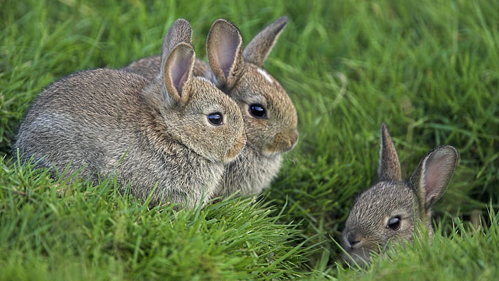 Rabbits in green grass, 3 brown bunny, rabbits, grass, eyes, HD wallpaper