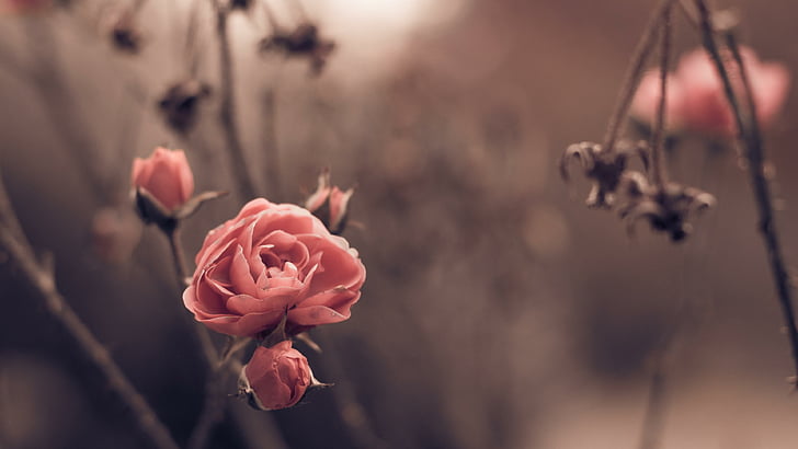 rose, garden, blurry, autumn, pink rose, blossom, branch, flora, petal, close up, twig, HD wallpaper