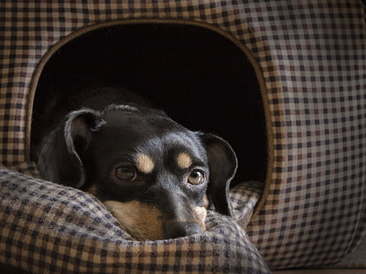 dachshund preto e castanho adulto, focinho de cão, deitado, olhos, HD papel de parede HD wallpaper